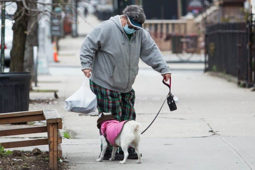 ¿Qué hacer en caso de mordeduras de perro?