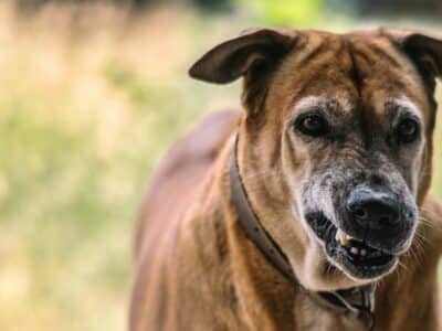 Identifique si Tiene un Caso Legal de Lesiones por Mordedura de Perro