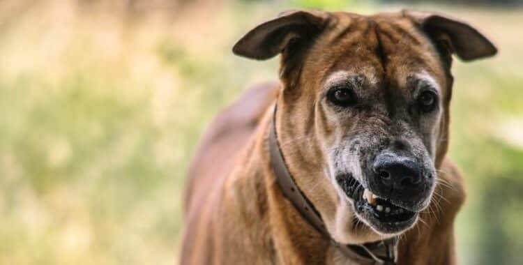 Identifique si Tiene un Caso Legal de Lesiones por Mordedura de Perro