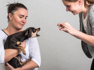 ¿Cómo puede ayudarme Conexión Legal en casos de mordeduras de perro en USA?