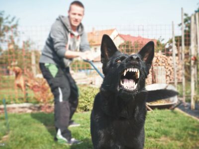 How to negotiate a personal injury compensation dog bite?