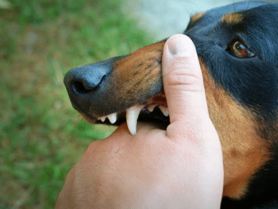 Descubre todo sobre la Ley de Mordeduras de Perro en Georgia